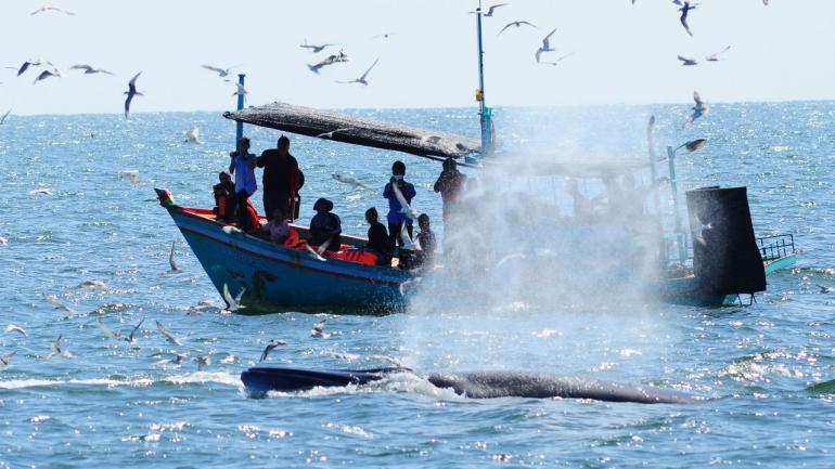 クジラを見るために巡航する様なボートツアー