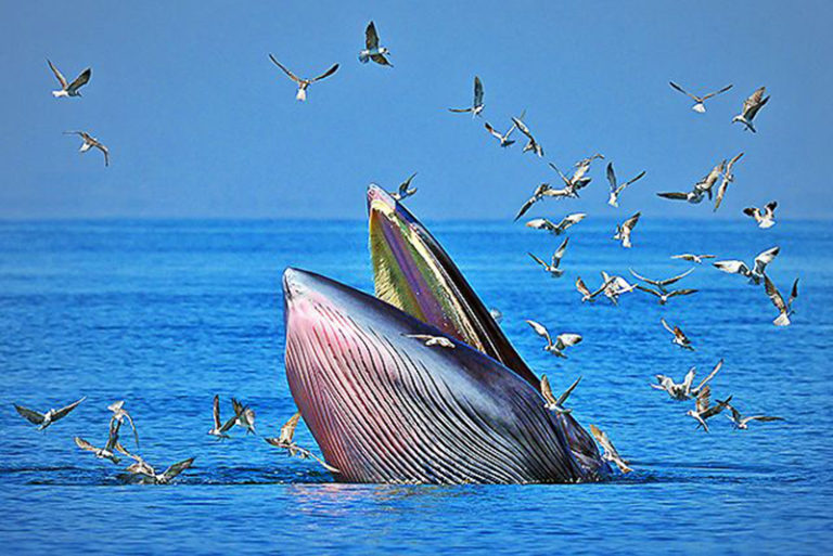 クジラ